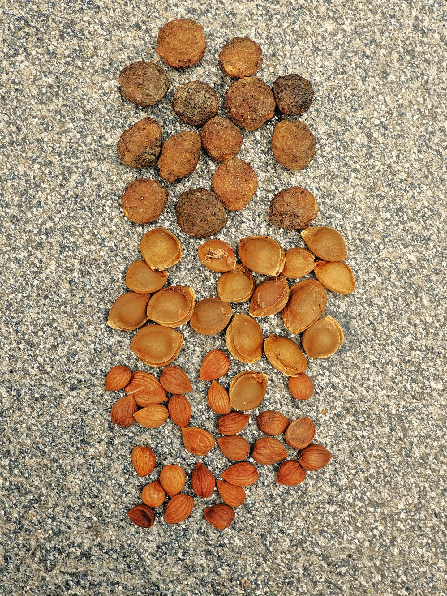 kinnaur apricot oil