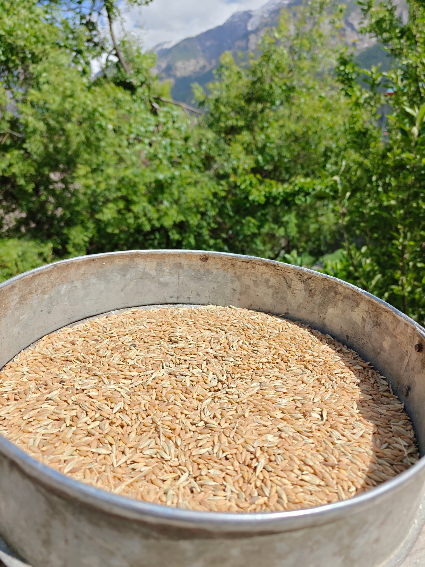 Pahadi Barley Sattu