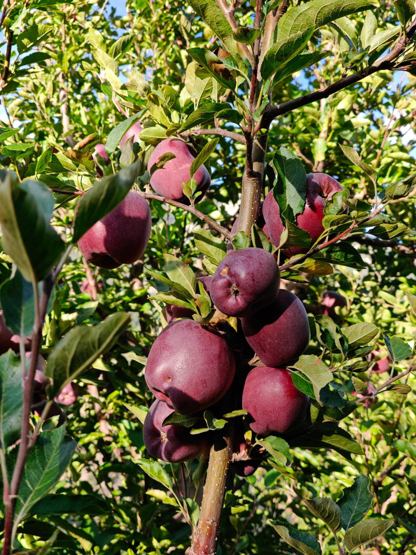 fresh apples
