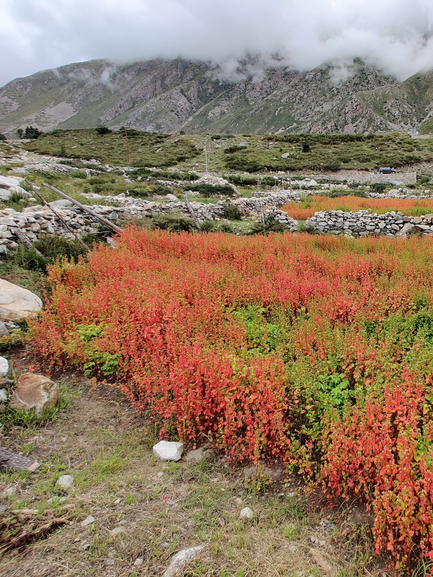 Organic Buckwheat Flour | Pahadi Buckwheat Atta
