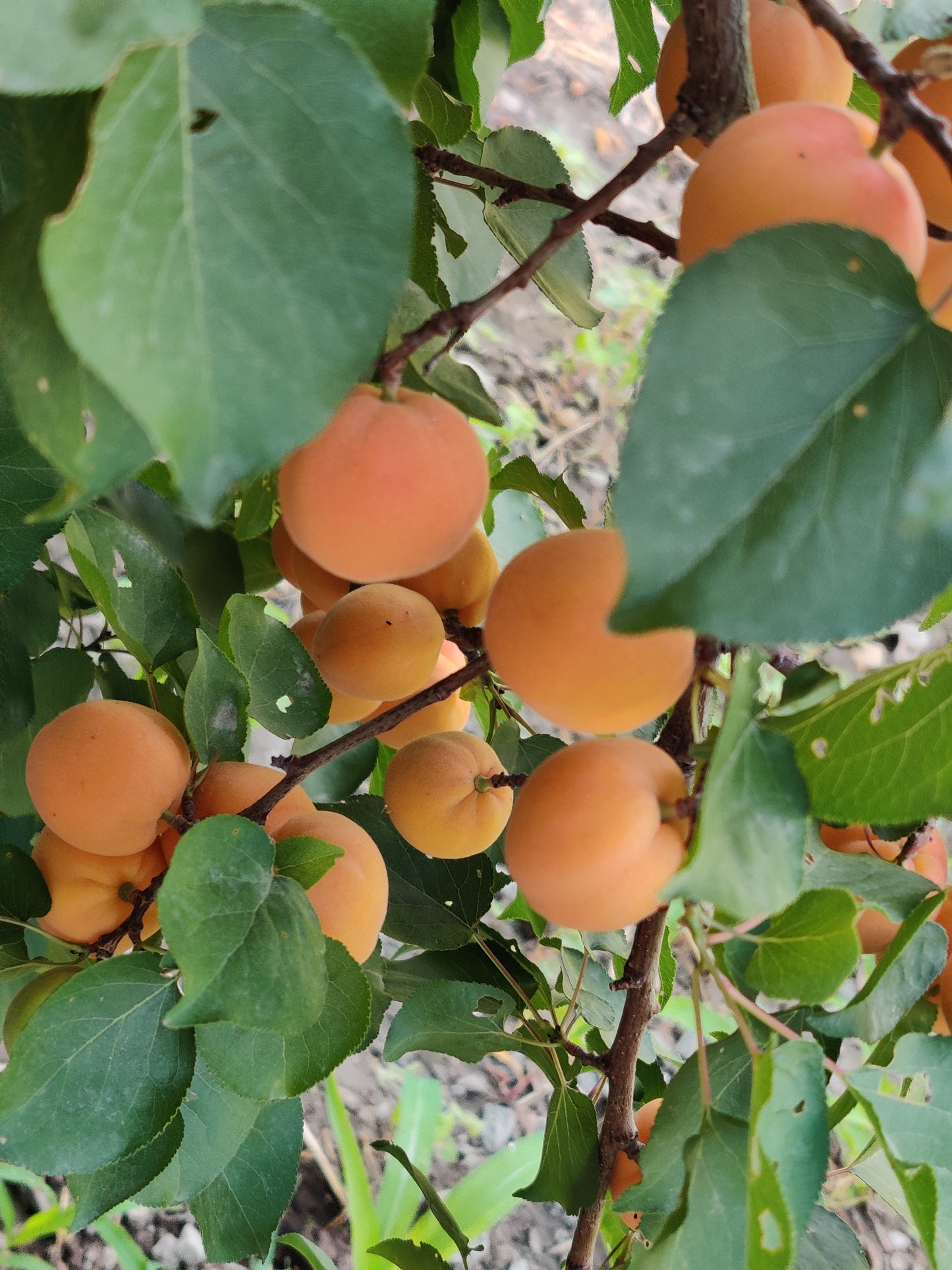 Chuli Oil