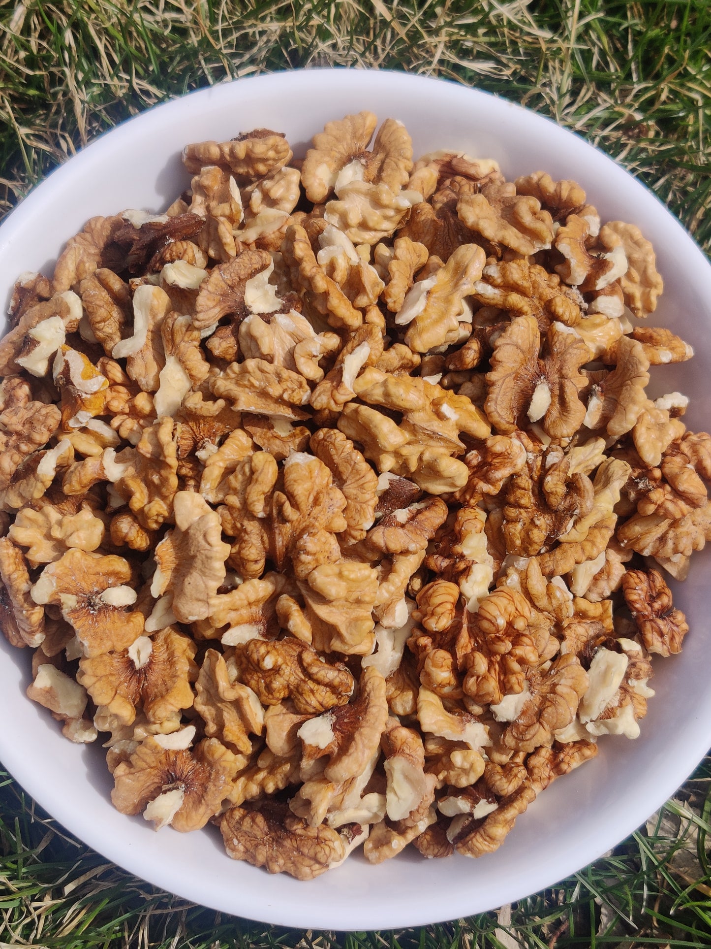 walnut kernel