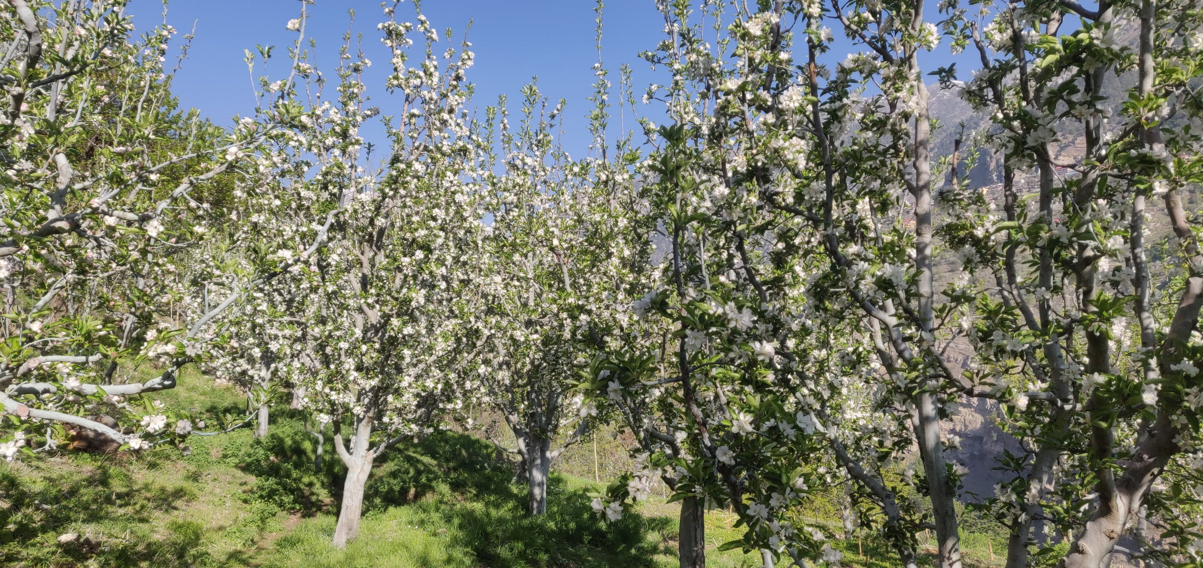 apple tree flower, apple blossom