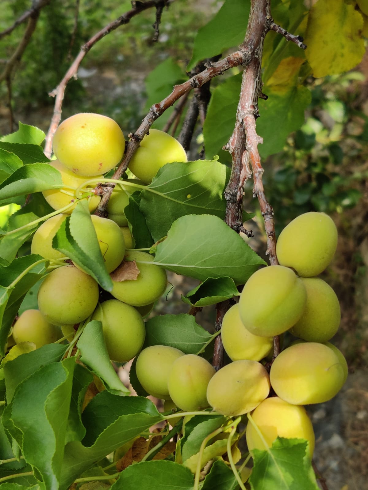 fresh apricots