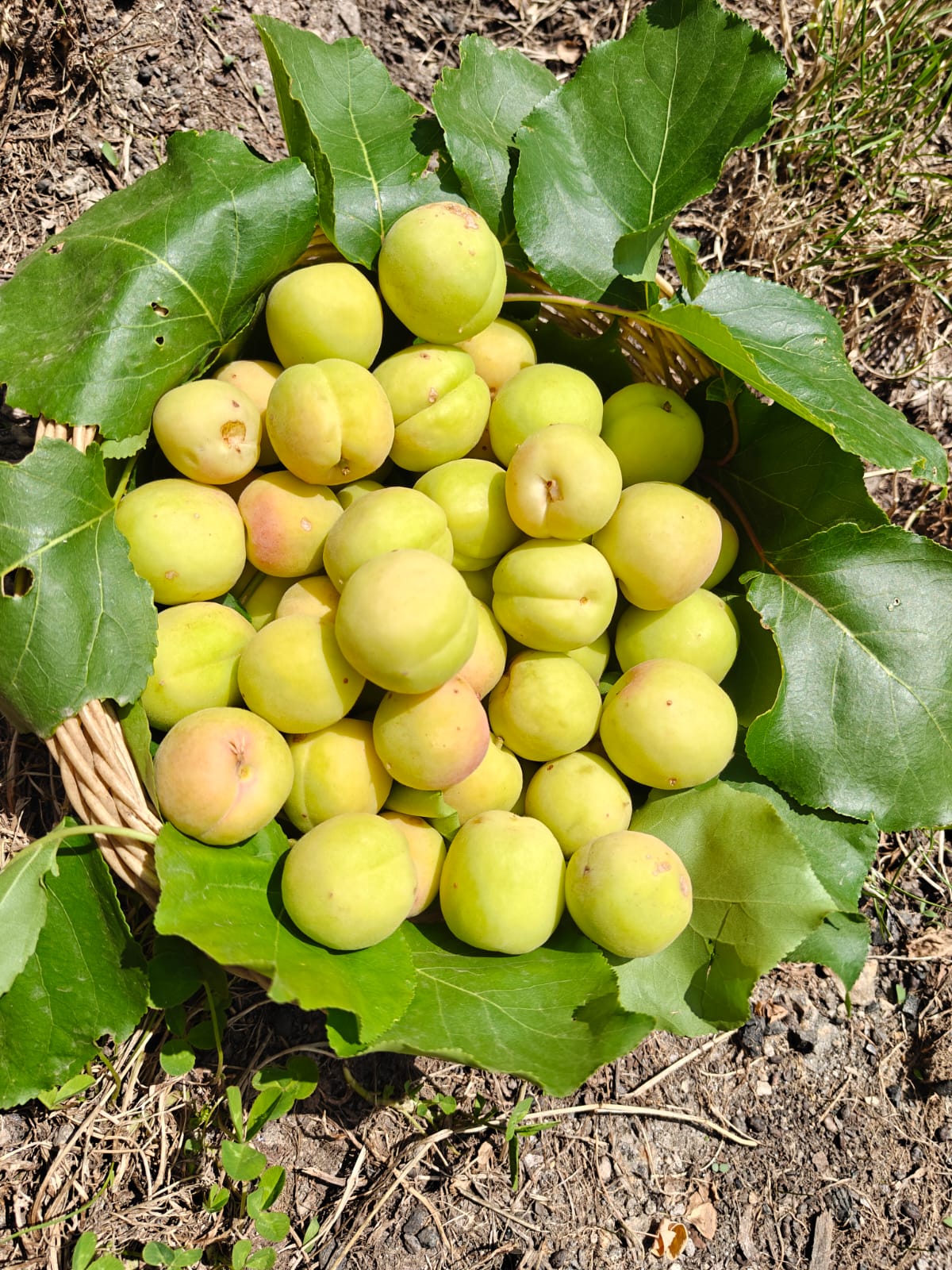 fresh khumani