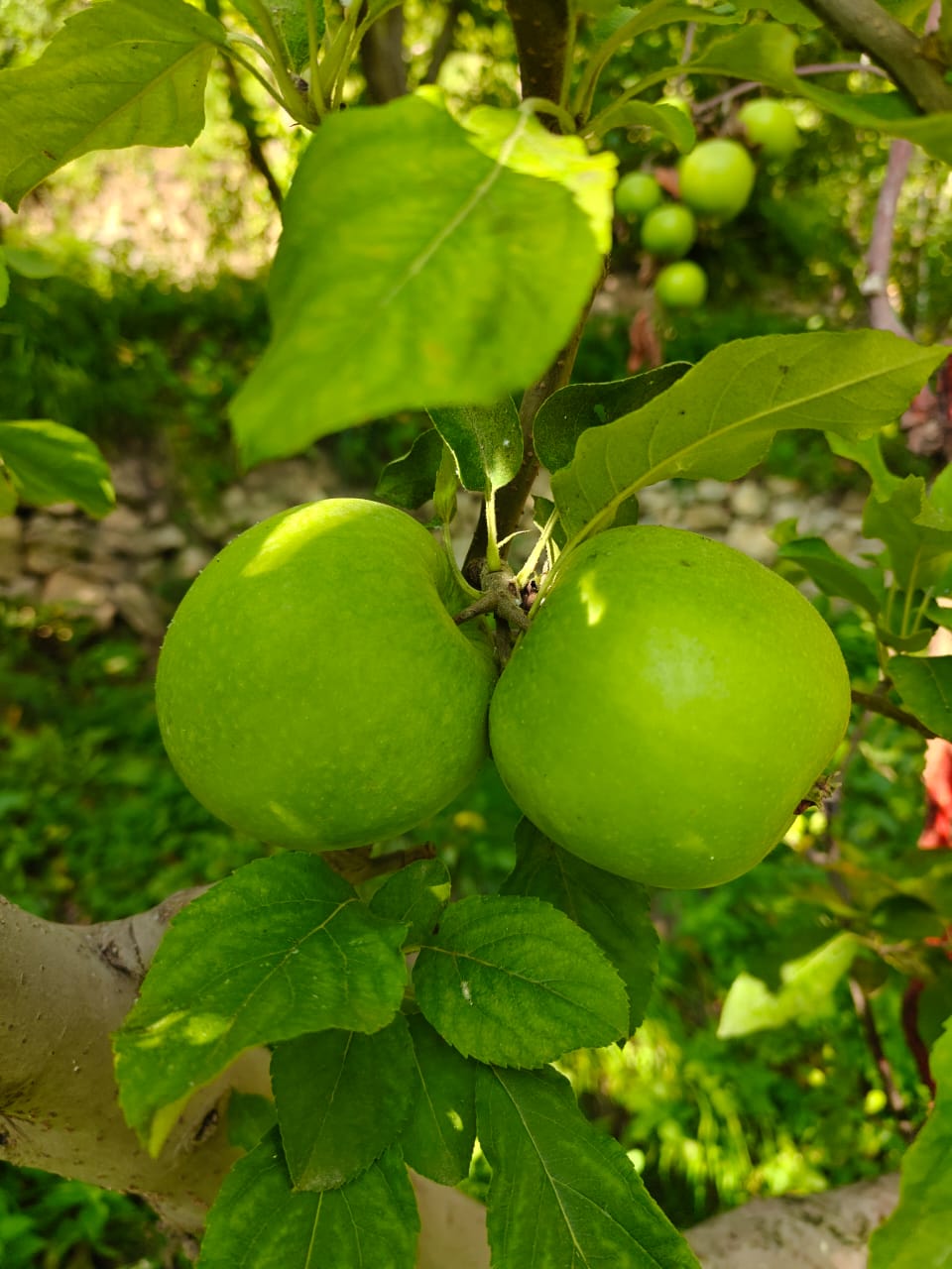 granny smith