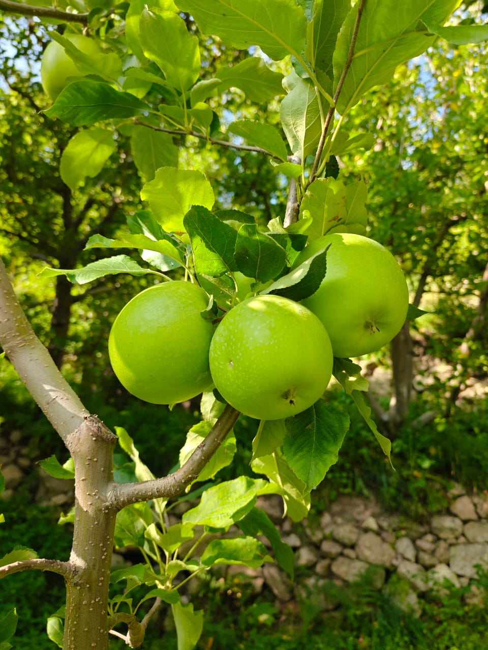 low sugar apples