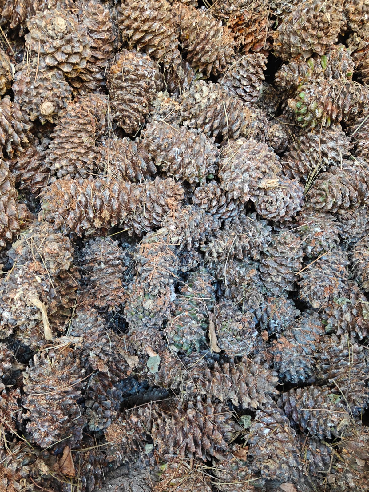 Pine nut cones