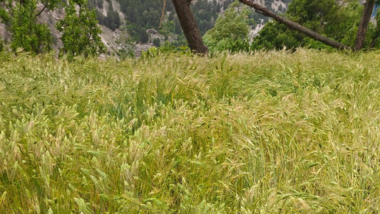 Pahadi Jau Sattu from Himachal Pradesh