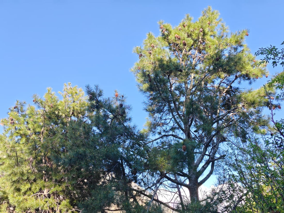 Wild Chilgoza pine tree in Kinnaur, Himachal Pradesh — source of Himalayan pine nuts