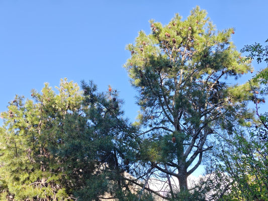 Wild Chilgoza pine tree in Kinnaur, Himachal Pradesh — source of Himalayan pine nuts