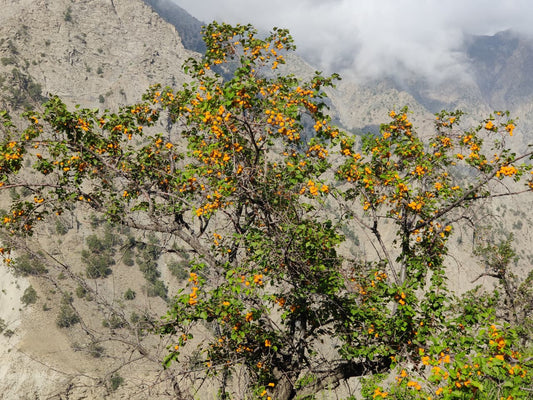 Himalayan Chulli apricot tree in Kinnaur, Himachal Pradesh — source of cold-pressed apricot kernel oil (Gutti Ka Tel)
