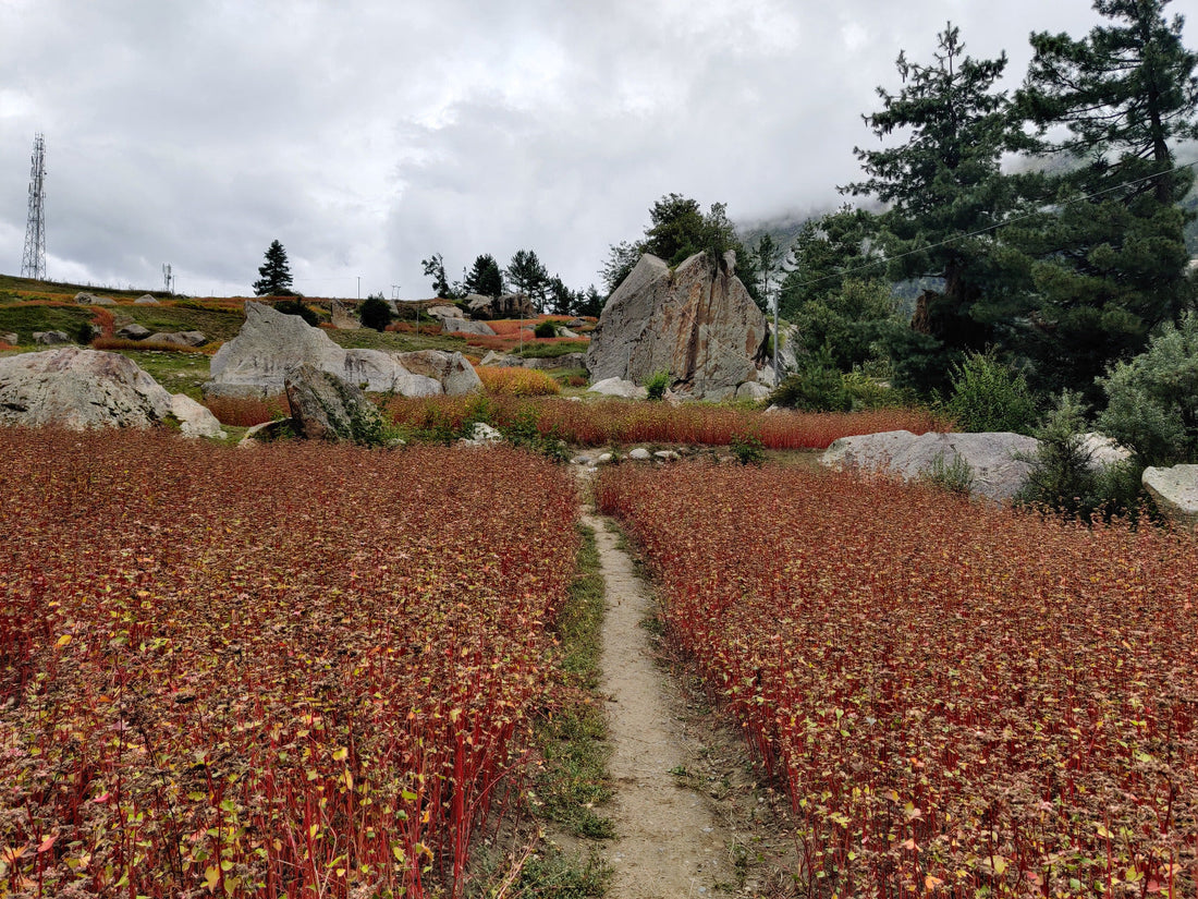 Organic Himalayan buckwheat (kuttu/ogla) from Himachal Pradesh
