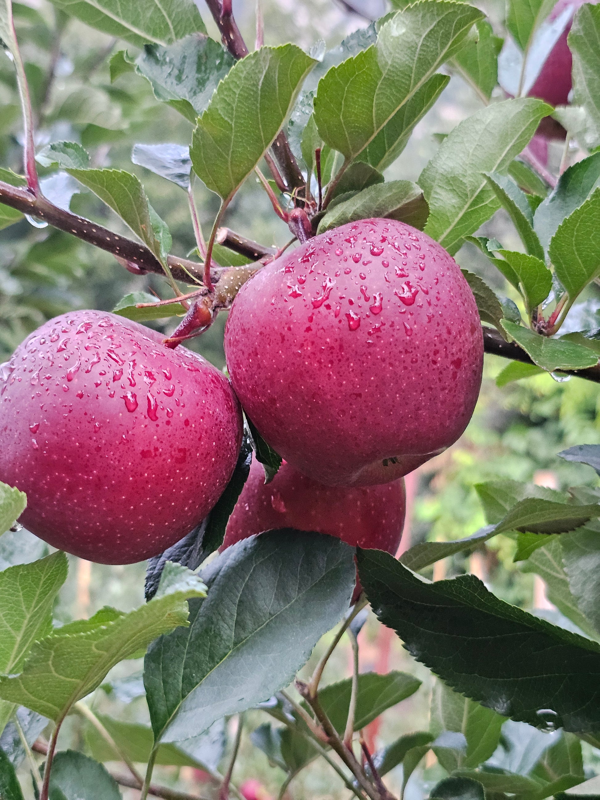 fuji apples