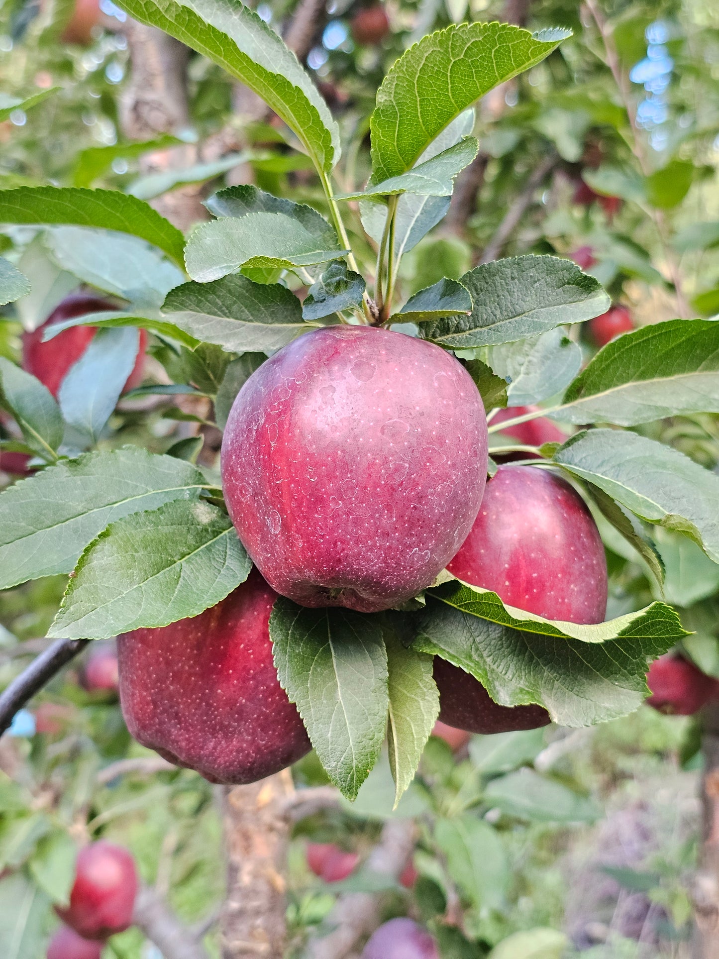 red apples