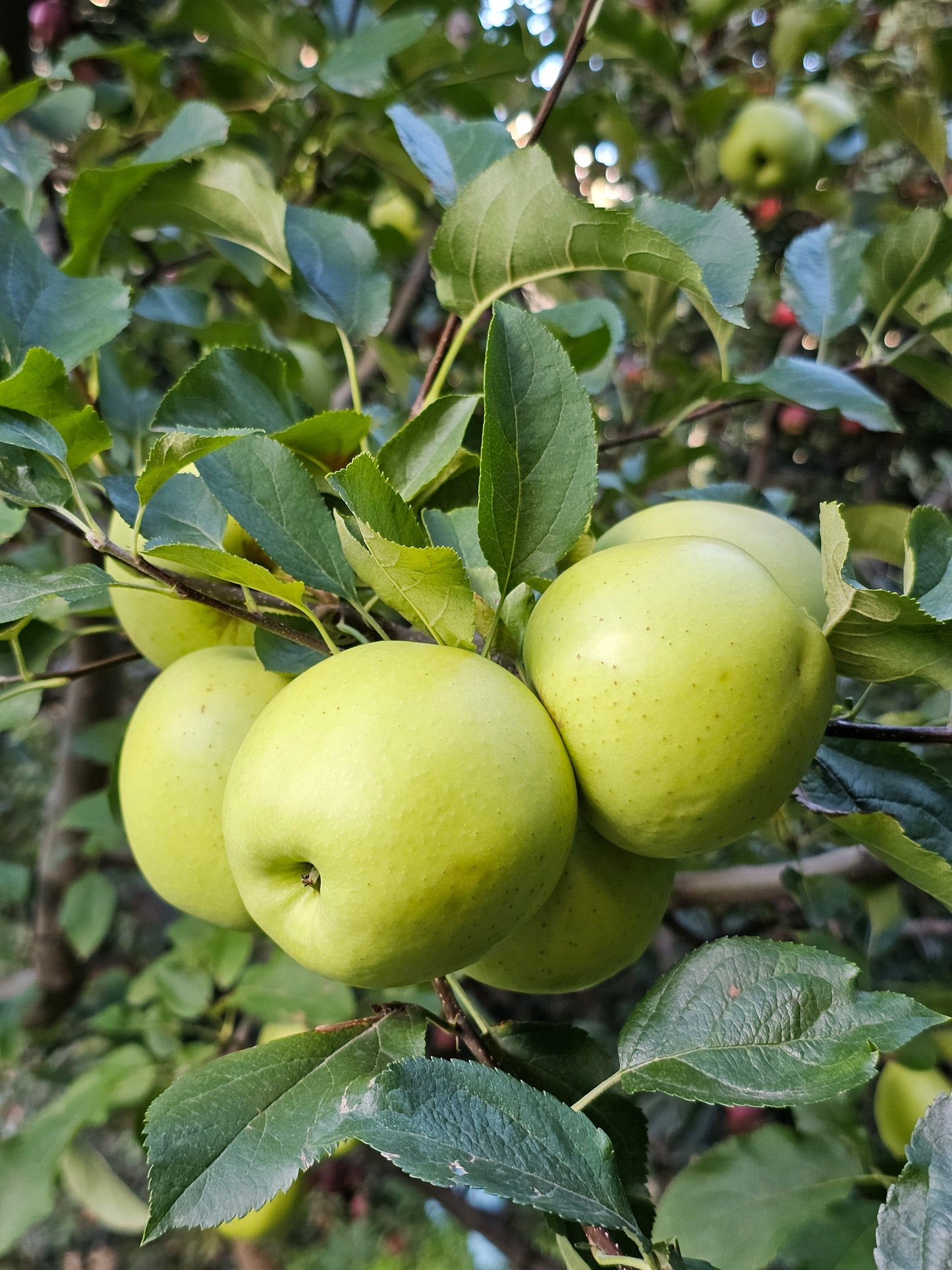 kinnaur apples