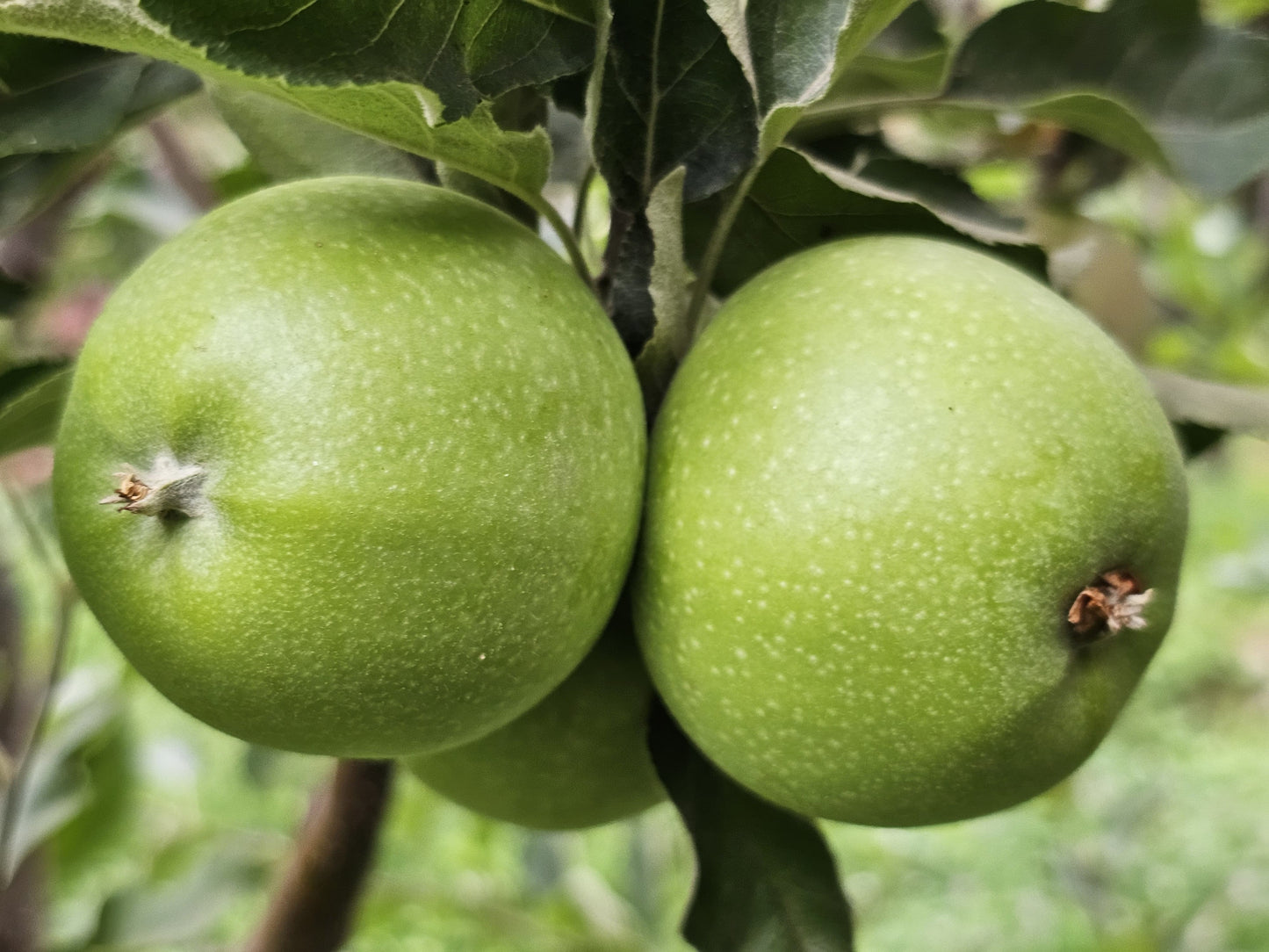 kinnaur apples