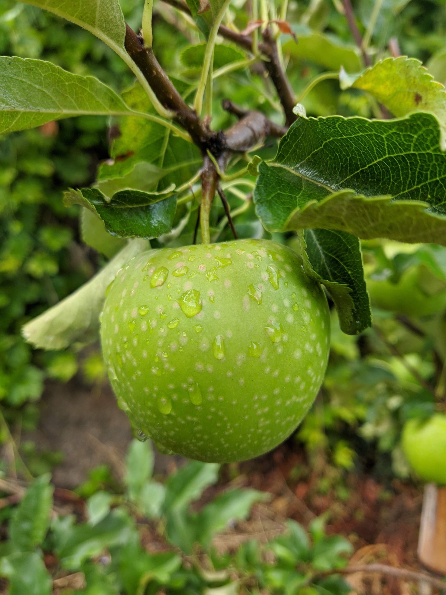 granny smith apples