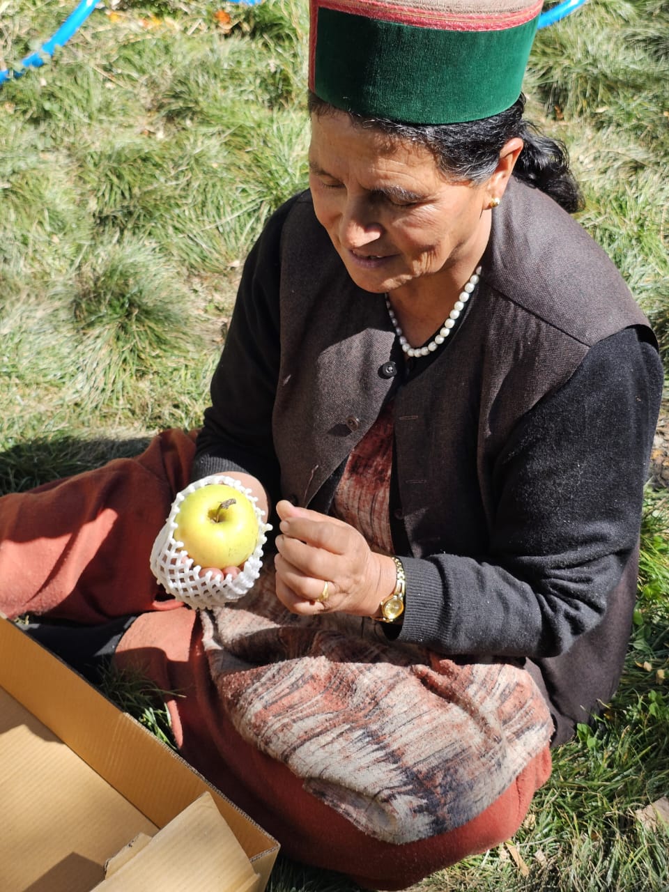 shimla apples