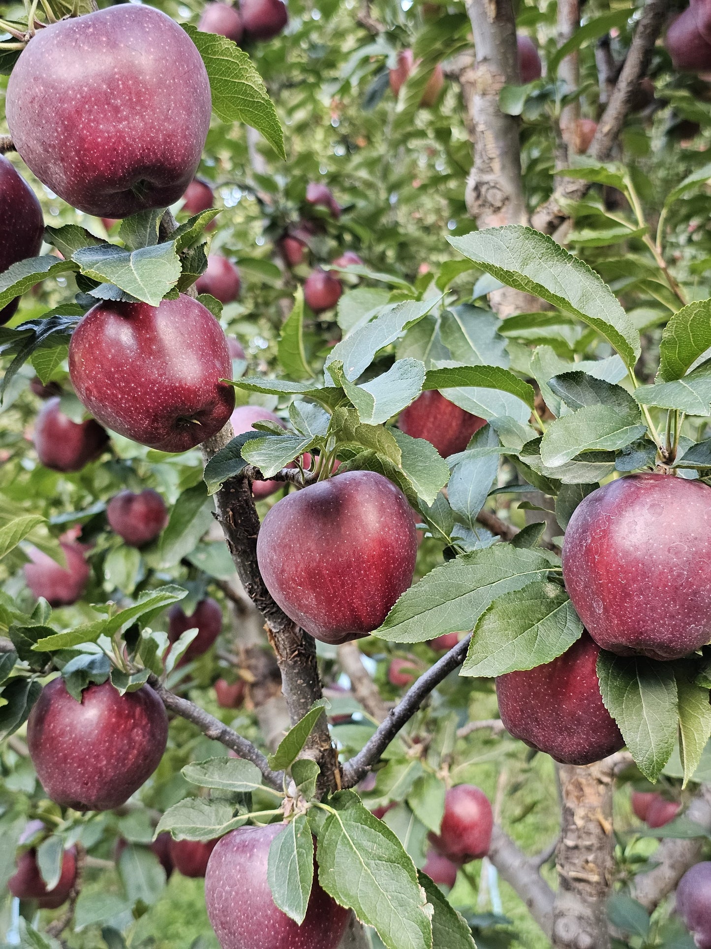 royal apples