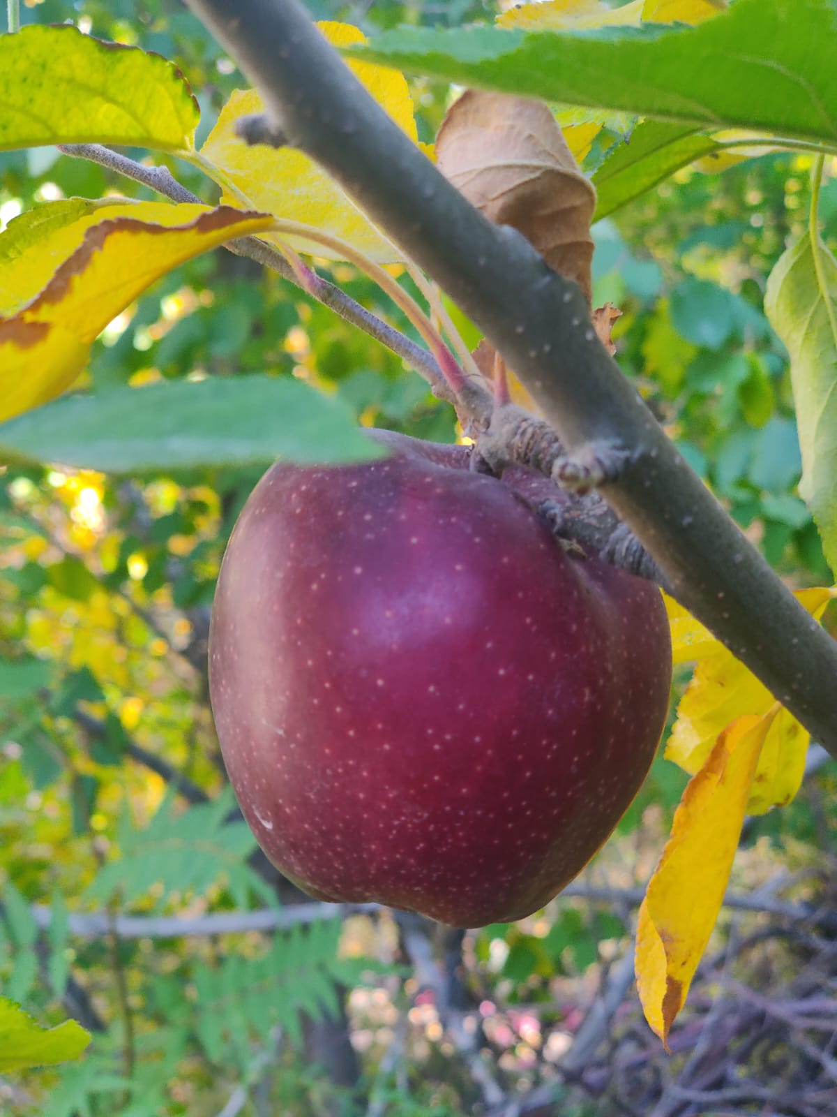 red apples