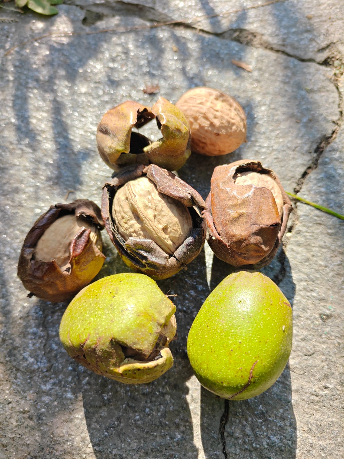 Kinnaur Akhrot | Pahadi Walnuts | Walnuts With Shells