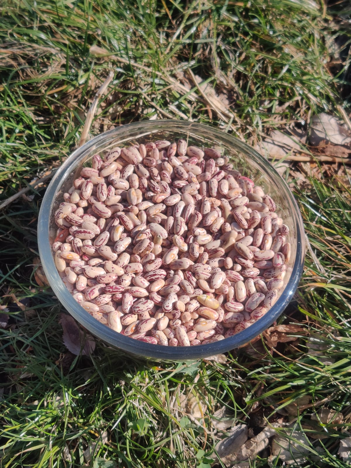 kinnaur chitra rajma