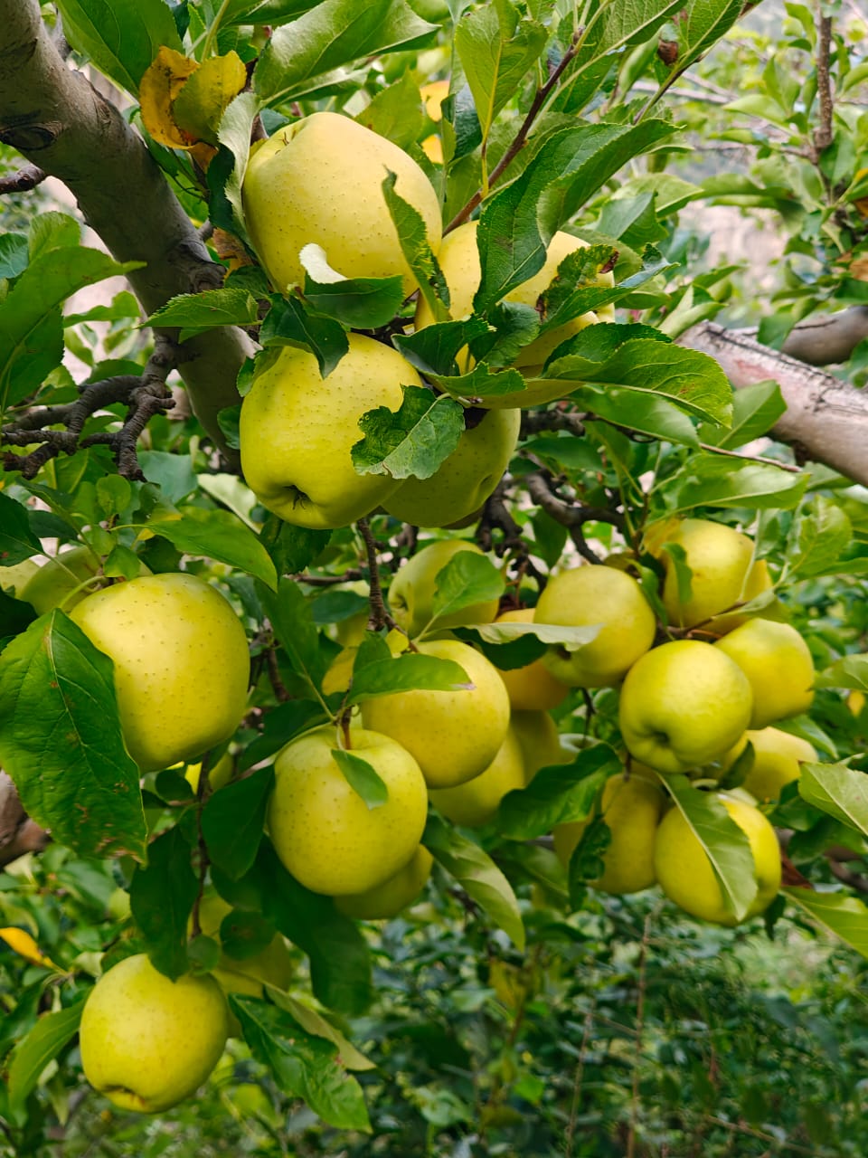 golden delicious apples
