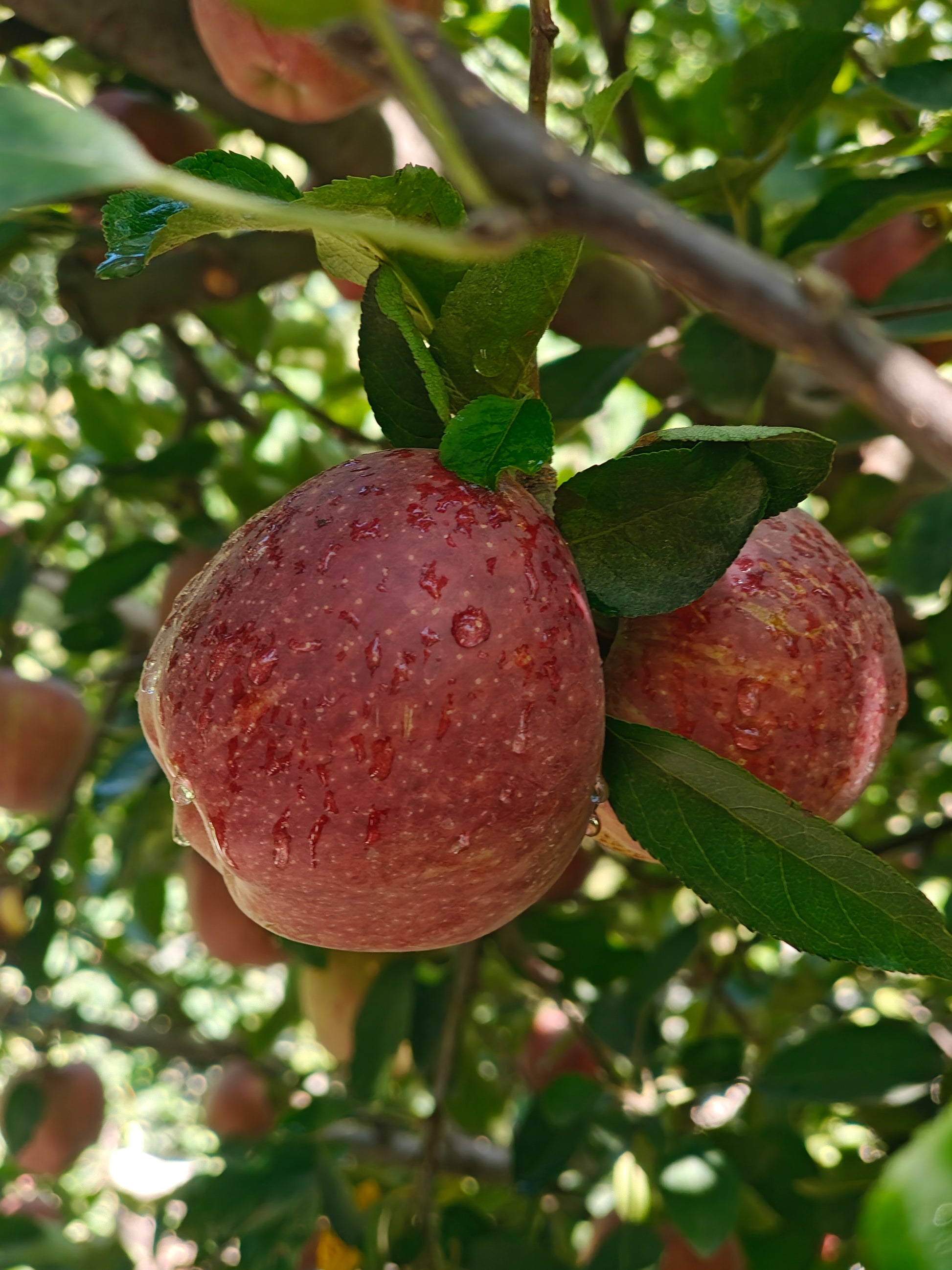 himachal apples