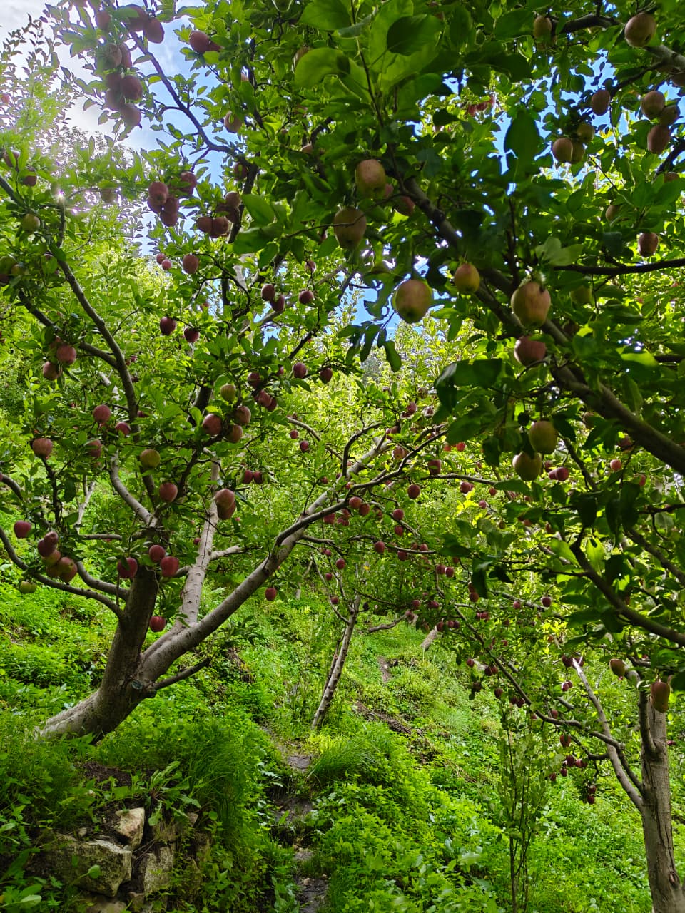 lush green apple orchard 