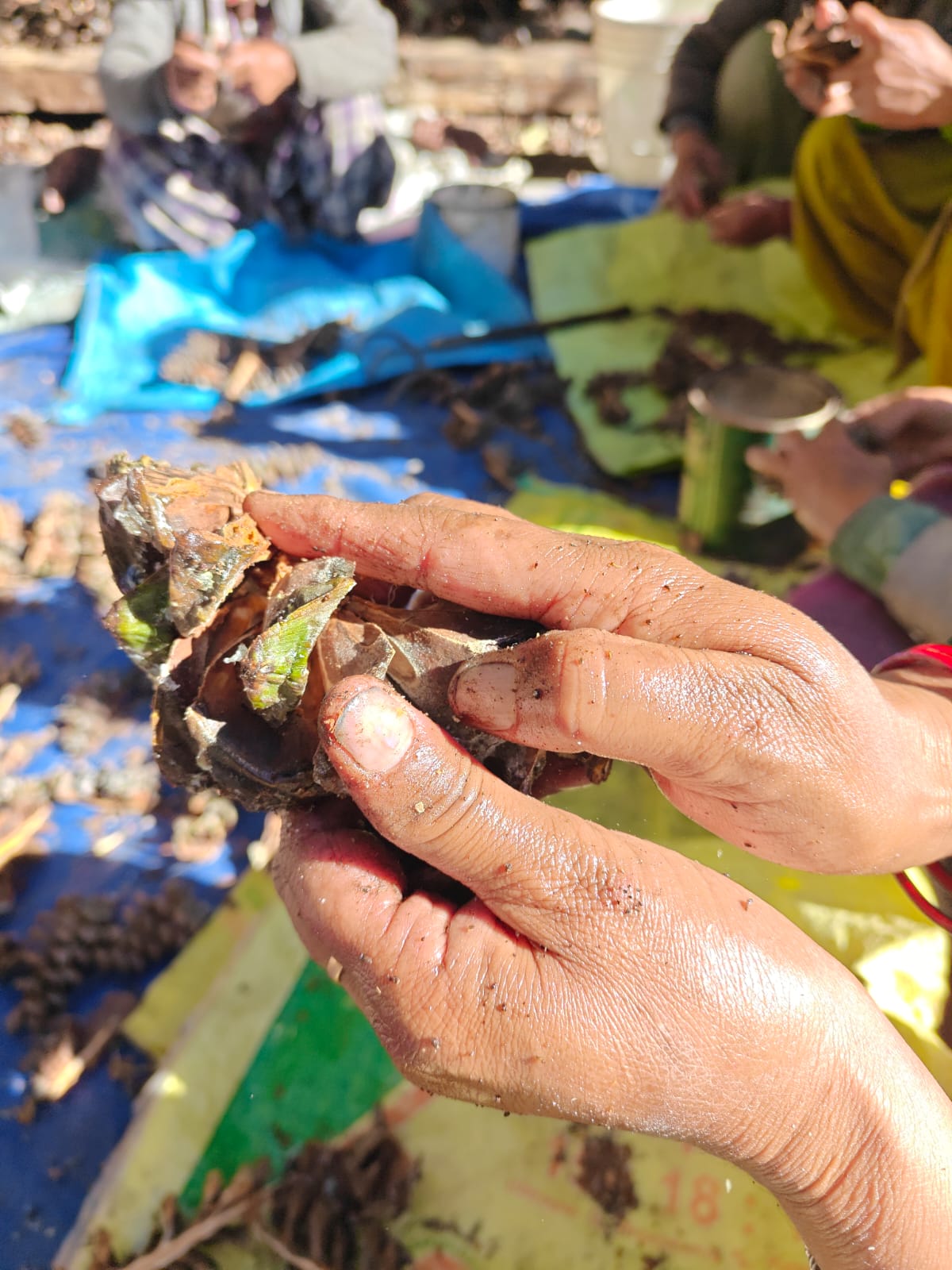 Women peeling chilgoza in Kinnaur