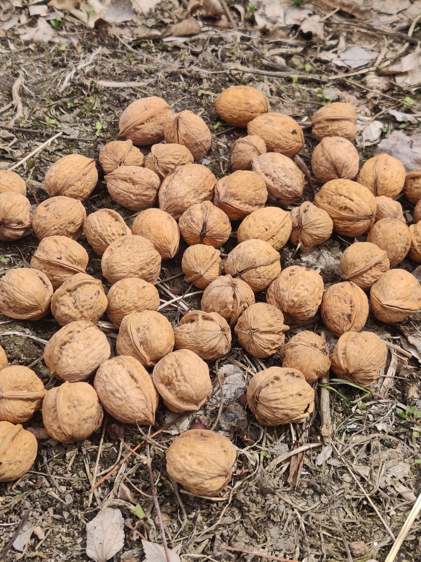 kinnaur walnuts