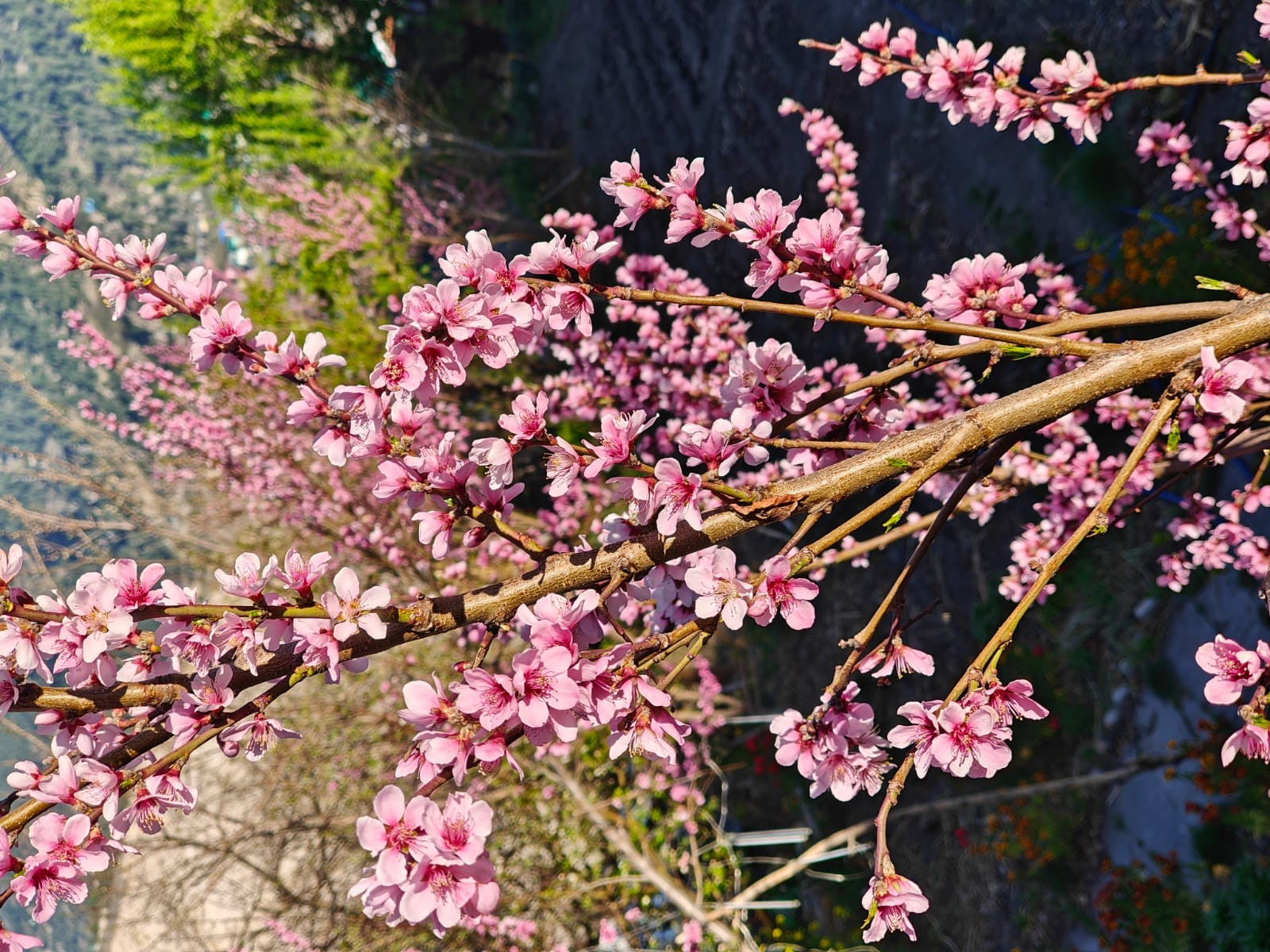 plum flower