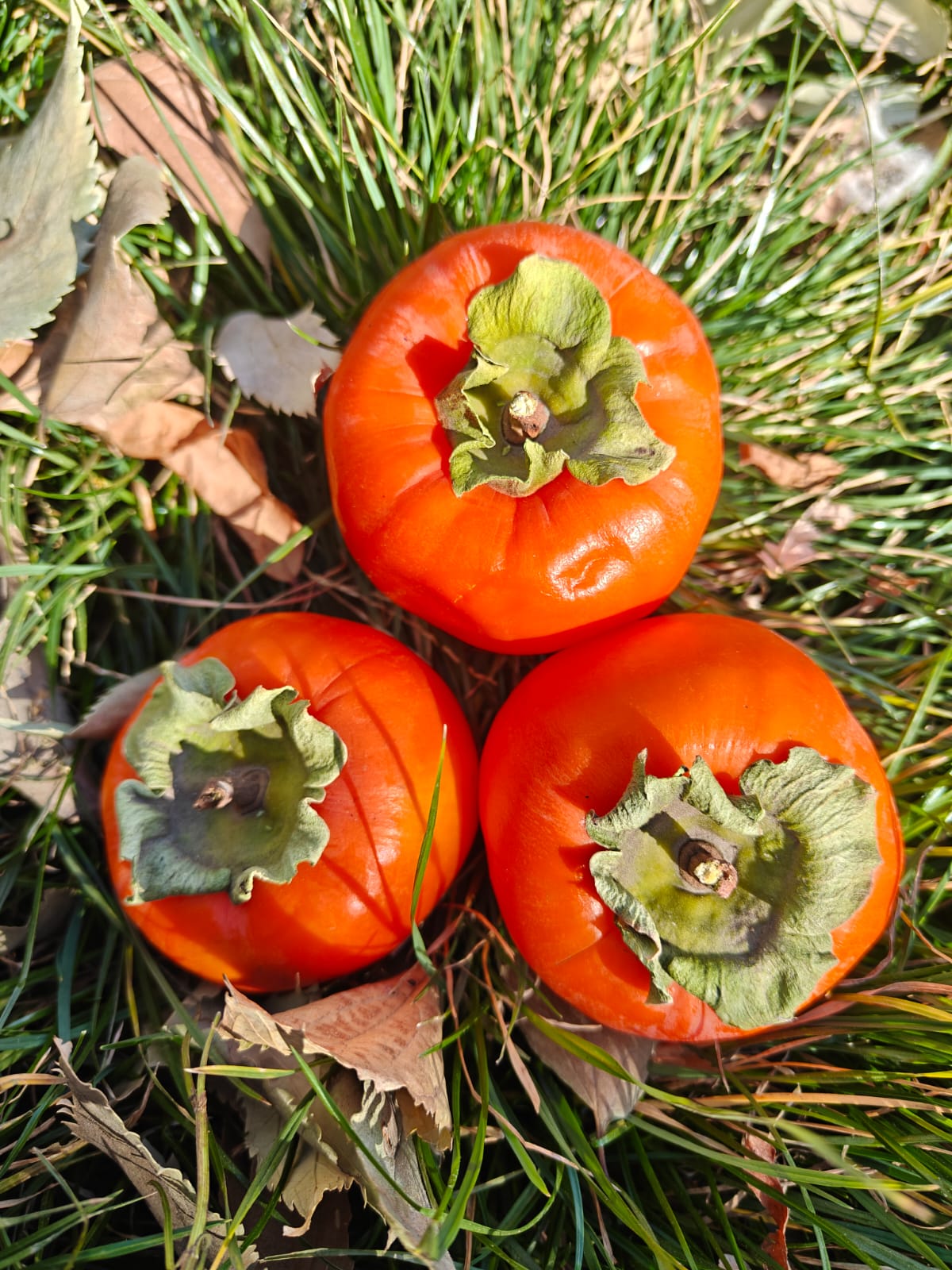 organic persimmon fruit