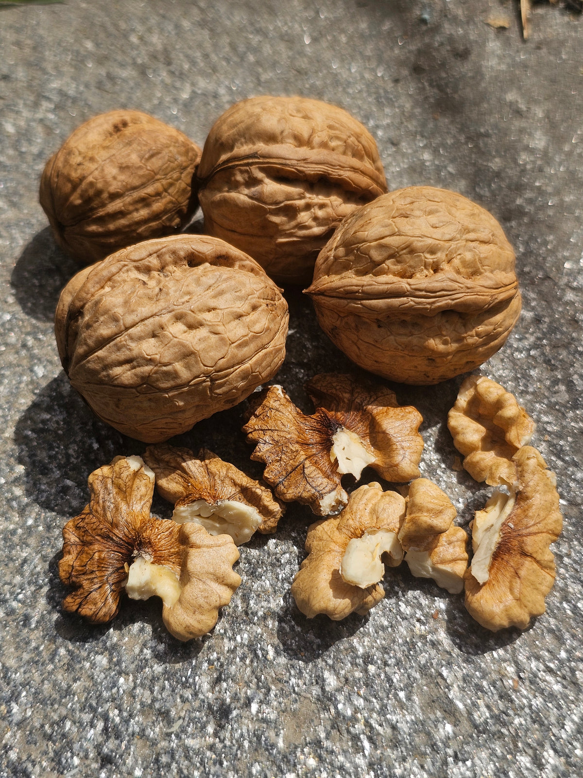 Akhrot Shell Kinnaur Walnuts | Organic Pahadi Akhrot with Shells – SUTLEJ TRIBE