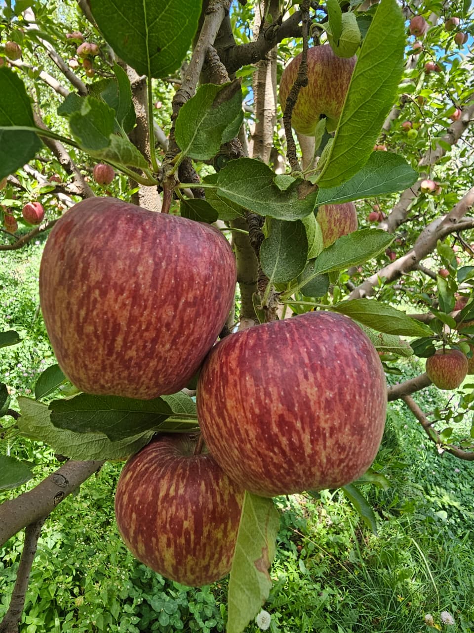 kinnaur red apples
