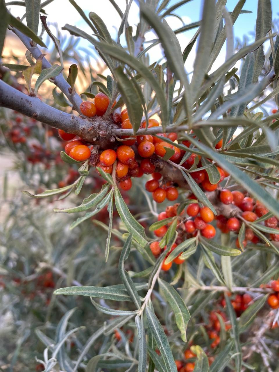 sea buckthorn berries shrub